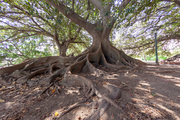 Ombu tree in a Buenos Aires Park Argentina