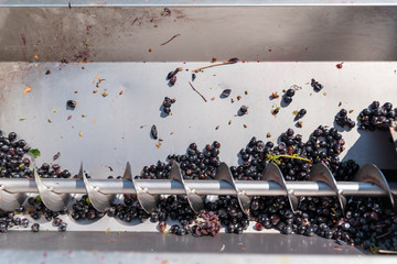 Red grapes are crushing by industrial grape crusher machine