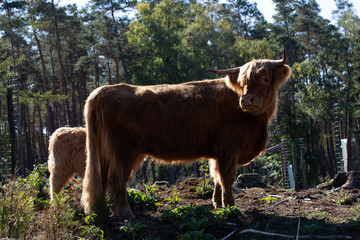 Rinder in freier Wildbahn