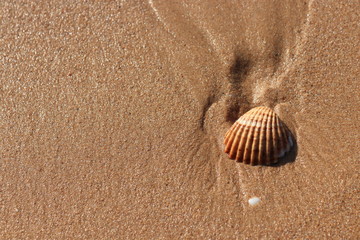 shell in the sand