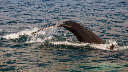 Whale Watching