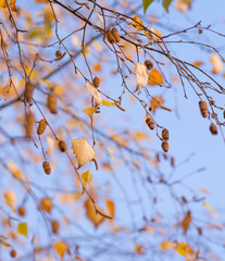 Birch buds fall on the tree.