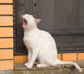 White cat yawns opening his mouth, sitting on the threshold of homes.