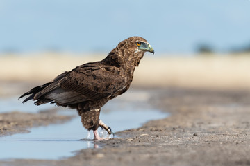 Juvenile Bateleur