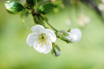 Blossoming of cherry flowers in spring time with green leaves and copyspace, macro
