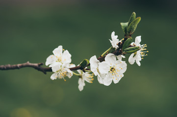 Blossoming of cherry flowers in spring time with green leaves and copyspace, macro