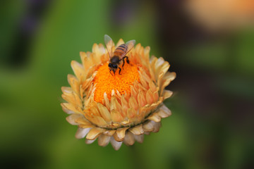 The work bee pollinates a beautiful aster button on an isolated green background.