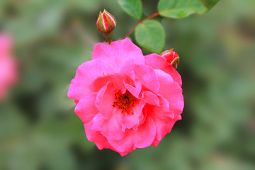 PPink tea rose slowly swaying in the breezeink tea rose slowly swaying in the breeze