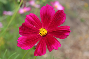 Obraz premium delicate velvet branches of scarlet chamomile on an isolated green background.
