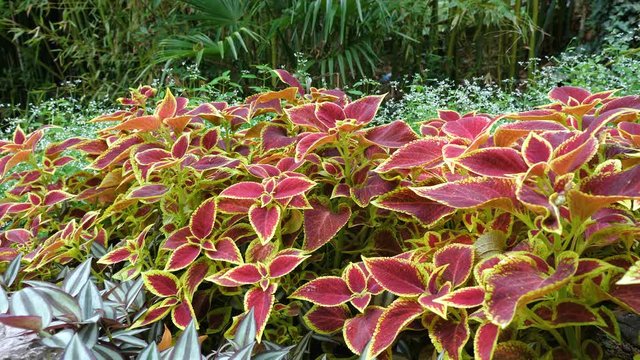 Bright decorative leaves of a Coleus blumei (Plectranthus scutellarioides) plant in a flower bed in the garden.