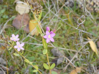 wild flower in the forest with very small purple blossom