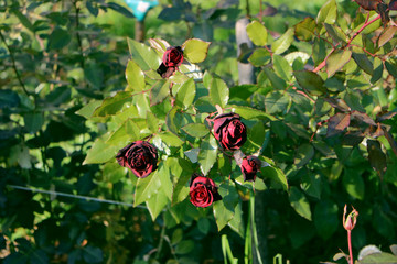 red roses in the garden