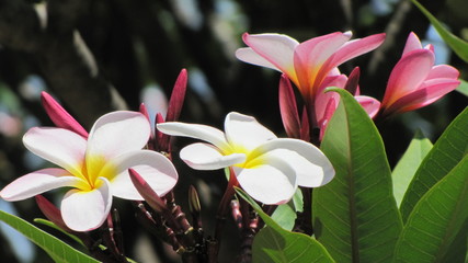 Frangipani Blüte
