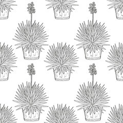 Yucca.Flowering plant. A flower pot. Sketch. Wallpaper, texture, seamless. Monochrome