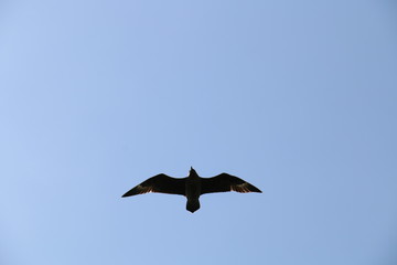 Bird - Shetland