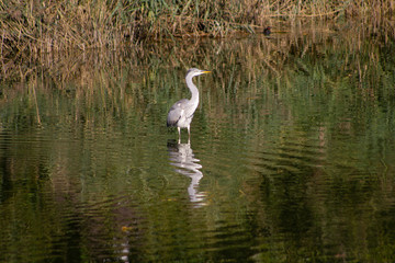 Reiher auf dem Wasser