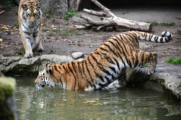 Zoo