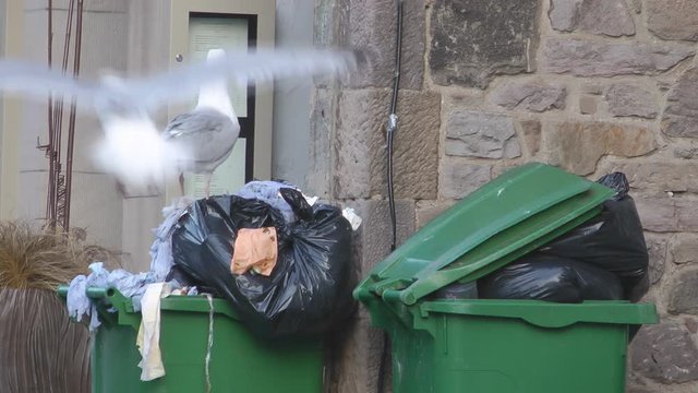 Seagull Sat On Top Of A Garbage Bin Eating Food