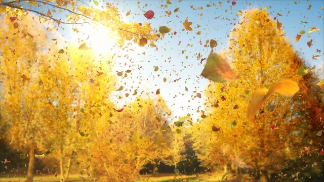 Magical Autumn - Poetic Autumn Impression Video Background Loop // Depicting the magic of a sunny autumn day, this video loop shows a beautifully and higly detailed atmospheric scene.