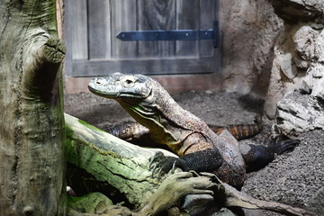 Zoo