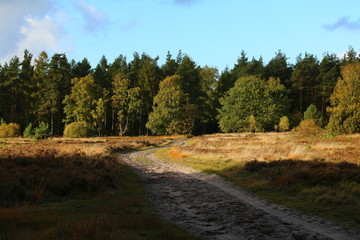 Fototapeta na wymiar Reit und wanderweg in der Lüneburger Heide im Herbst.
