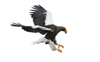 Adult Steller's sea eagle in flight.  Scientific name: Haliaeetus pelagicus. Isolated on white background.