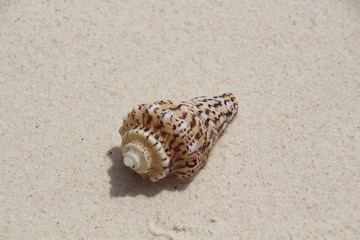 Haus der Meeresschnecke am Strand © rw1202