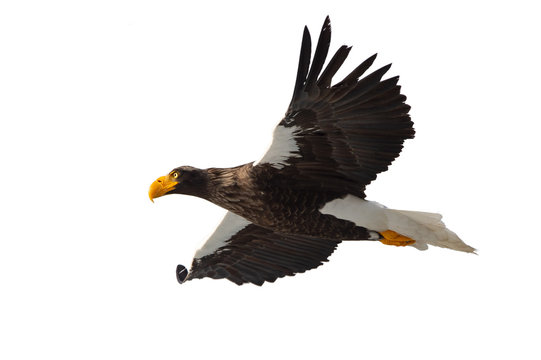 Adult Steller's sea eagle in flight.  Scientific name: Haliaeetus pelagicus. Isolated on white background.