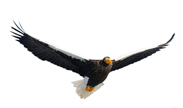 Adult Steller's sea eagle in flight.  Scientific name: Haliaeetus pelagicus. Isolated on white background.