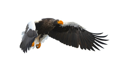 Adult Steller's sea eagle in flight.  Scientific name: Haliaeetus pelagicus. Isolated on white background.