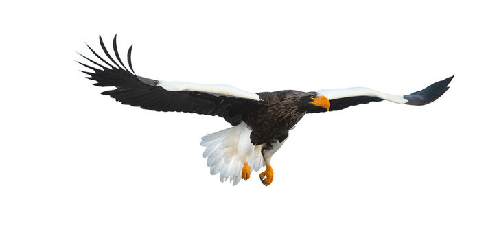Adult Steller's sea eagle in flight.  Scientific name: Haliaeetus pelagicus. Isolated on white background.