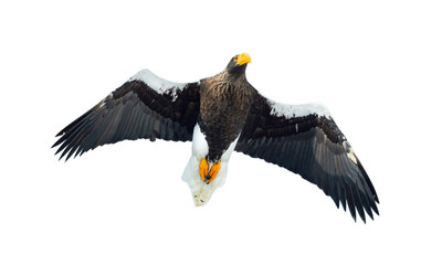Adult Steller's sea eagle in flight.  Scientific name: Haliaeetus pelagicus. Isolated on white background.