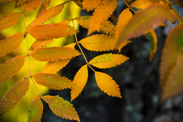 Rowan leaves close-up on the tree branch. Selective focus. Shallow depth of field.
