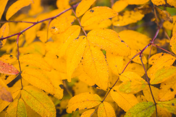 Rowan leaves close-up on the tree branch. Selective focus. Shallow depth of field.
