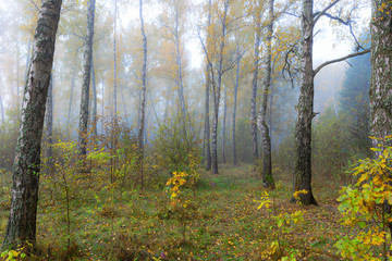 Fototapeta premium Misty morning in the woods in the fall.