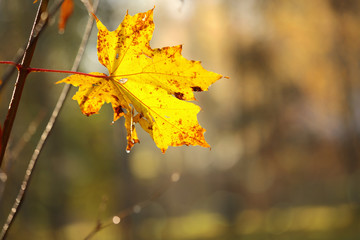 On a thin branch, the last yellow maple leaf is shaking in the wind. The concept of sadness, loneliness, leaving. Season change.