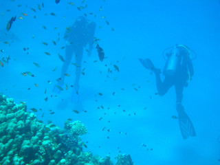 Fototapeta na wymiar diver and fish