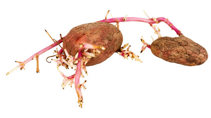 Germinated pink potatoes isolated on white background
