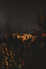 Dark and moody Autumnal flowers