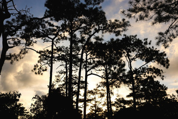 Tree in the forest,nature,view,landscape,sky,cloud,stone