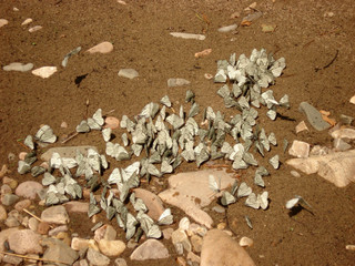 shells on the beach