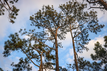 Tree in the forest,nature,view,landscape,sky,cloud,stone