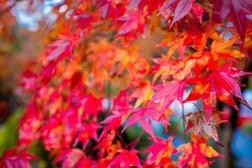 Naklejka na ściany i meble Red maple leaf leaves background on Autumn at Nikko, Japan