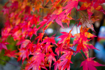Red maple leaf leaves background on Autumn at Nikko, Japan