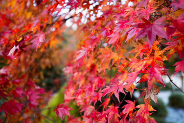 Red maple leaf leaves background on Autumn at Nikko, Japan