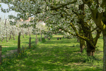 Naklejka premium Cherry tree blossom, spring season in fruit orchards in Haspengouw agricultural region in Belgium, landscape