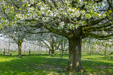 Cherry tree blossom, spring season in fruit orchards in Haspengouw agricultural region in Belgium, landscape