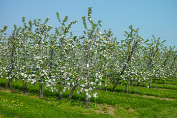 Obraz na płótnie Canvas Apple tree blossom, spring season in fruit orchards in Haspengouw agricultural region in Belgium, landscape