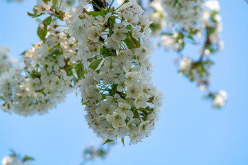 Cherry tree blossom, spring season in fruit orchards in Haspengouw agricultural region in Belgium, close up