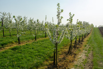 Fototapeta na wymiar Cherry tree blossom, spring season in fruit orchards in Haspengouw agricultural region in Belgium, landscape